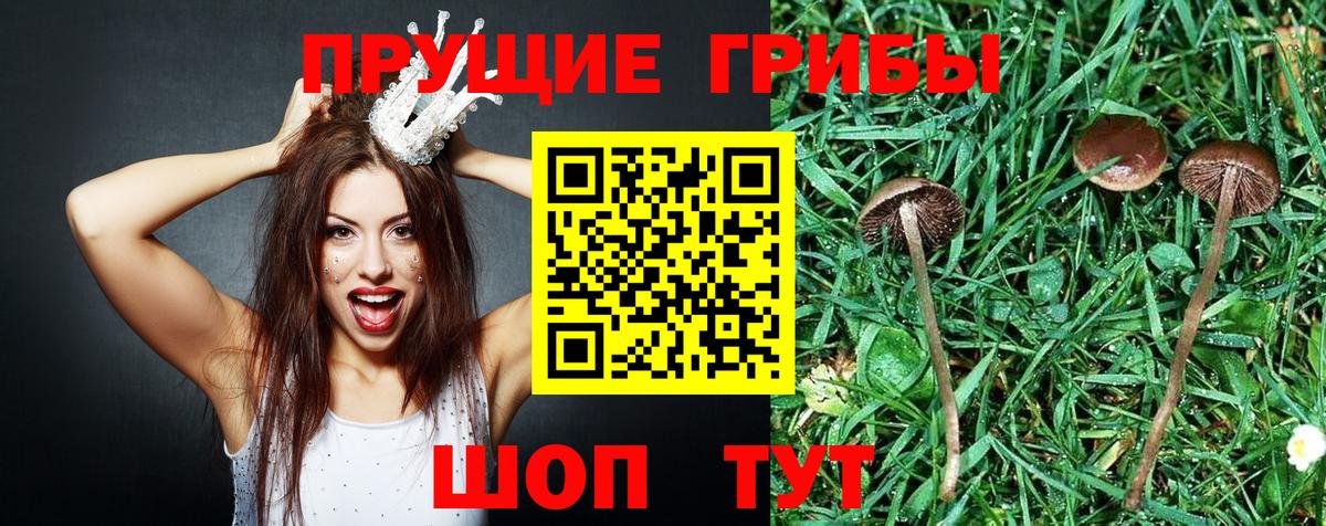 Галлюциногенные грибы прущие грибы Чернушка